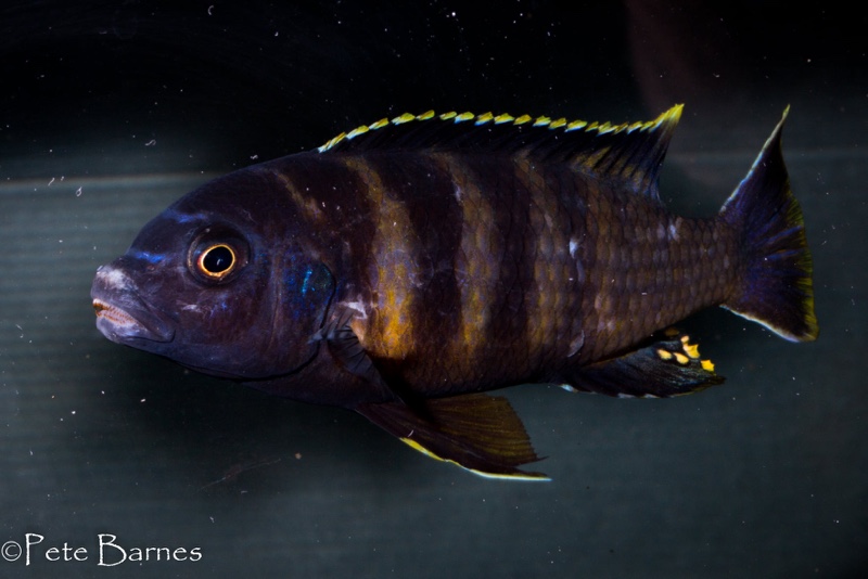 Gephyrochromis sp. 'sand' Londo